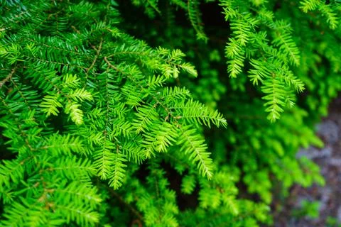Close up of fresh pine tree needles growing on a tree Stock Photos