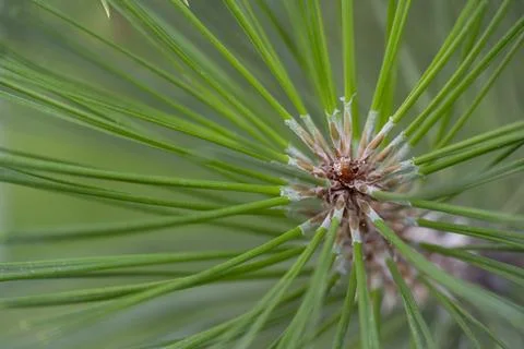 Close-up of Fresh Pine Tree Needles Stock Photos