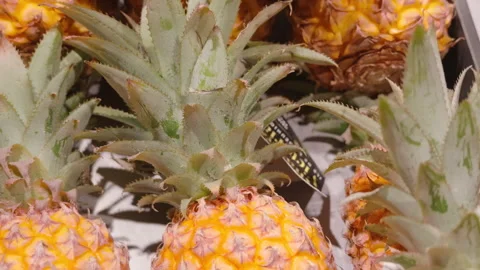 Close-up of fresh pineapples with spiky green crowns on display at a market, Stockbeeldmateriaal 344827984