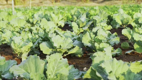 Close-up Fresh planted cabbage and green leaves in Stock Footage 146575550