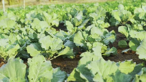 Close-up Fresh planted cabbage and green leaves in Stock Footage 146576414