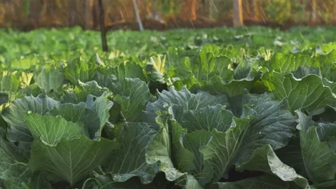 Close-up Fresh planted cabbage and green leaves in Stock Footage 146576449