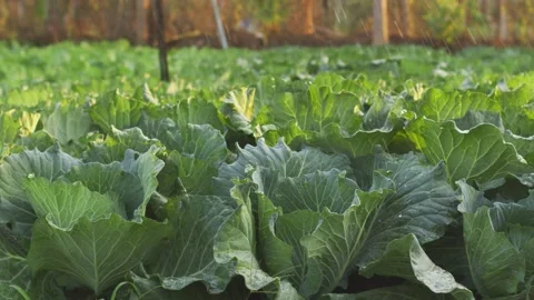 Close-up Fresh planted cabbage and green leaves in Stock Footage 146588195