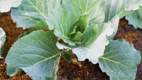 Close-up Fresh planted cabbage and green leaves in Stock Footage 146588216