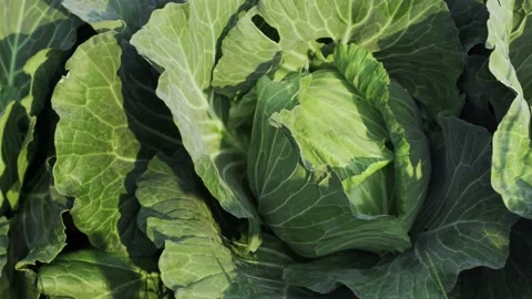 Close-up Fresh planted cabbage and green leaves in organic farm. Stock Footage 147012355