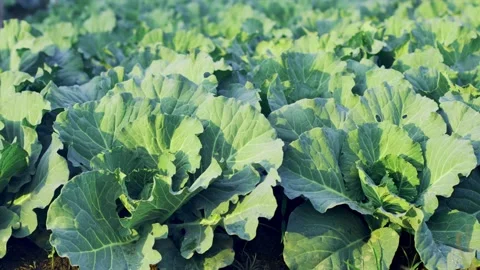 Close-up Fresh planted cabbage and green leaves in organic farm. Stock Footage 147013152