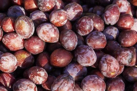 Close-up of fresh plums, top view, agrotourism, healthy food. Stock Photos