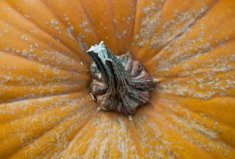 Close-up of fresh Pumpkin . Stock Photos