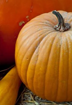 Close-up of fresh Pumpkin . Stock Photos