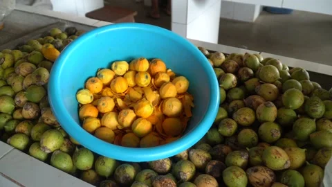 Close up of fresh pupunha fruit, Bactris gasipaes, inside blue bowl on market. Stock Footage 146910924
