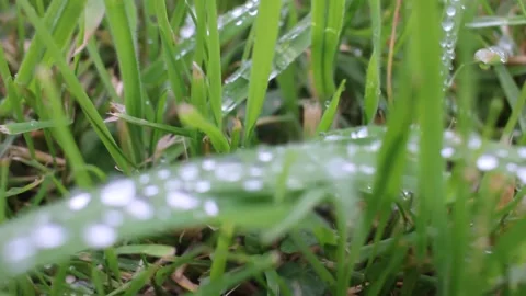 Close up of fresh rain drops on green grass blades in nature Video stock 332837419