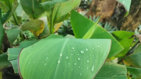 Close-up of fresh raindrops and dew droplets Stock-Footage 327644856
