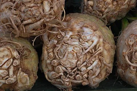A close-up of fresh raw celery root. Stock Photos