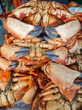 Close-up of fresh raw crabs caught in the Pacific Ocean, Chile. (Jaiba) Stock Photos