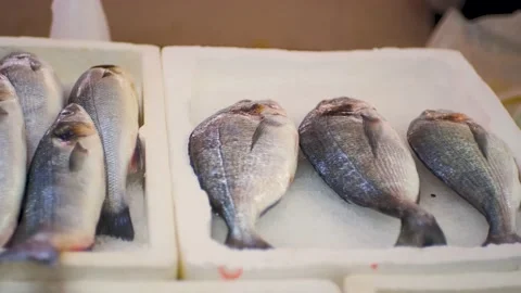 Close-up of fresh raw dorado and sea bass in ice on the counter in a fish market Stock Footage 201070499