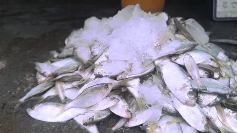 Close-up of fresh raw dorado fish and sea bass in ice on the counter in a grocer Stock Footage 282567356