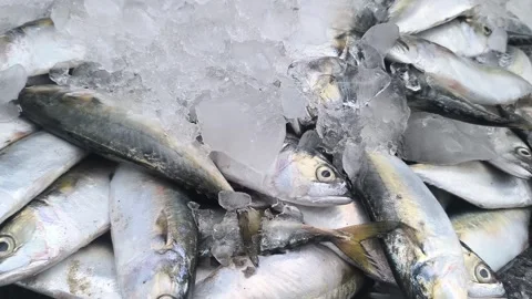 Close-up of fresh raw dorado fish and sea bass in ice on the counter in a grocer Stock Footage 282567357