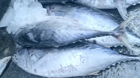 Close-up of fresh raw dorado fish and sea bass in ice on the counter in a grocer Stock Footage 282567358
