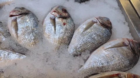 Close-up of fresh raw dorado fish in ice on the counter in a grocery store. Stock Footage 310688985