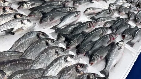 Close-up of fresh raw fish in ice on the counter in a grocery store. Stock Footage 236910411