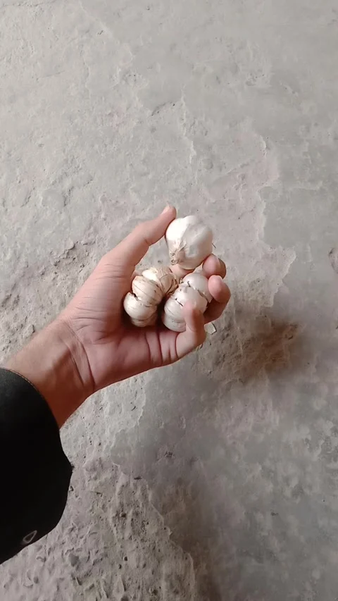 Close-up of Fresh Raw Garlic Bulbs Held in a Person's Hand Stock Footage 331899847