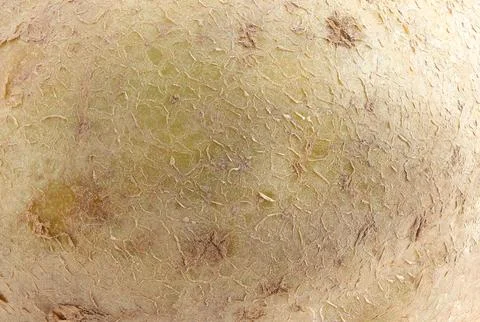 Close up of fresh raw potatoes. Stock Photos