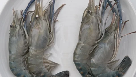 Close up of fresh raw prawns or shrimps in white plate for cooking. Stock Footage 242964945