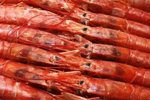 Close up fresh of raw red langoustines , Nephrops norvegicus, Norway lobster, Stock Photos