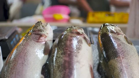 Close-up of fresh raw salmon fish in ice on the counter in a fish market. Video stock 201070646