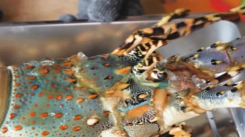 Close-up of Fresh Raw Spiny Lobster with Blue Shell and Orange Spots Stock Footage 344224079