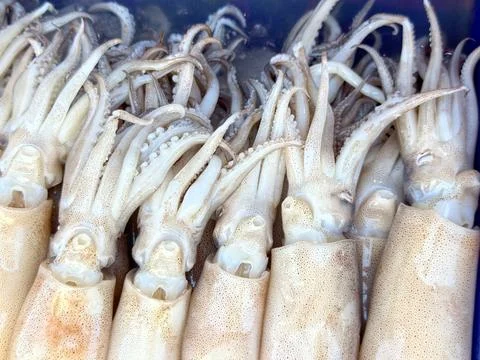Close-up of fresh raw squids arranged in a row Stock-Fotos