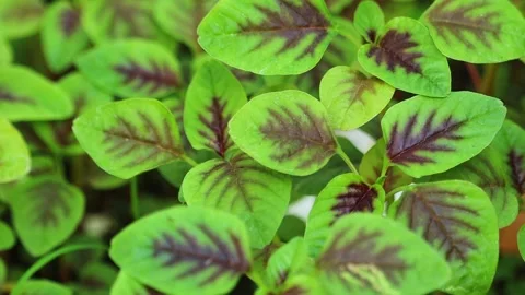 Close Up of Fresh Red Amaranth Leaves Stock Footage 346740391