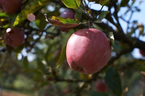Close-up of a fresh red apple hanging on a tree branch in an orchard Stock Photos