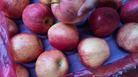 Close Up of Fresh Red Apples Held in Hand O,rganic Fruit, Healthy Food Stock Footage 341272127