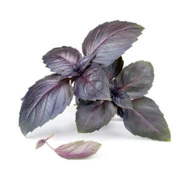 Close up of fresh red basil herb leaves isolated on white background Stock Photos