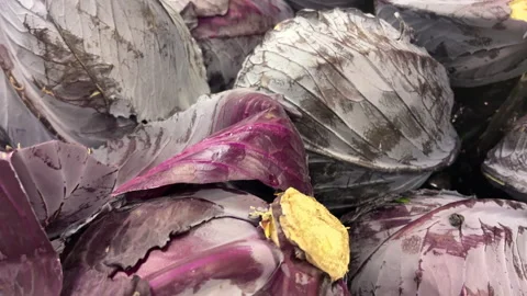 Close-up of Fresh Red Cabbage on Market Stall Display Stock Footage 325517594