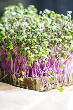 Close-up fresh red cabbage seed sprouts on the table on blue background. Stock Photos