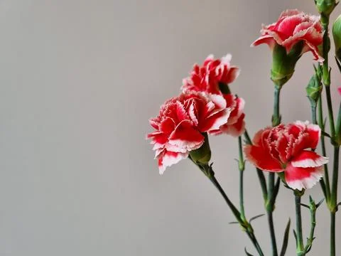 Close-up of fresh red carnations Stock Photos