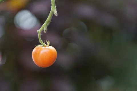 Close up fresh red cherry Tomato fruits on tree plant. Stock Photos