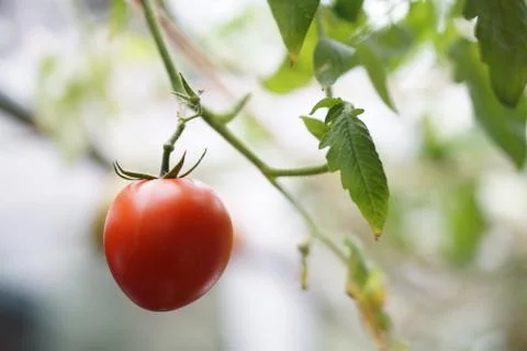 Close up fresh red cherry Tomato fruits on tree plant. Stock Photos
