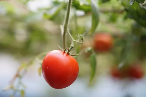Close up fresh red cherry Tomato fruits on tree plant. Foto stock