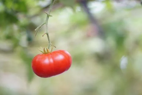 Close up fresh red cherry Tomato fruits on tree plant. Stock Photos