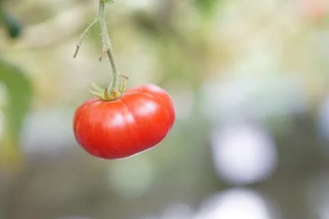 Close up fresh red cherry Tomato fruits on tree plant. Stock Photos
