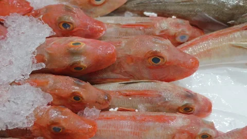 Close-up of fresh red mullet heads on ice at a seafood market, Cote d'Azur, Video stock 344800490