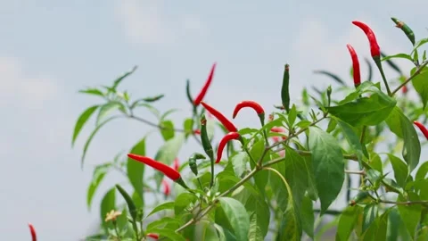 Close-up of fresh red peppers and green leaves under blue sky 库存影片 341779280