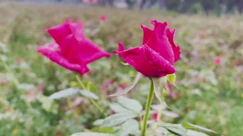 Close-Up of Fresh Red Roses with Rain Drops in Garden Vídeo Stock 196328003