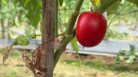 Close up of a fresh red tomato on the vine reflects successful cultivation and 库存影片 329372743