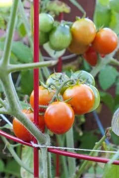 Close up of fresh red tomatoes still on plant Stock Photos