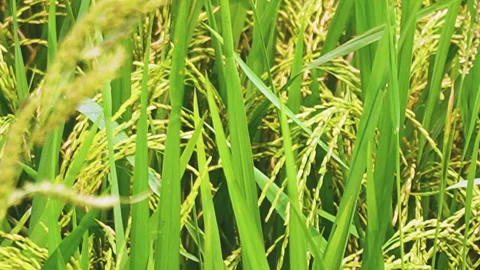 Close up fresh rice ear paddy field 09 Stock Footage 345324336