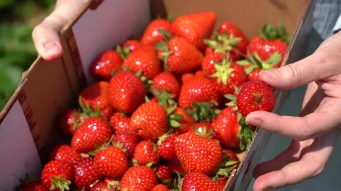 Close-Up of Fresh Ripe Strawberries Stock Footage 338250363